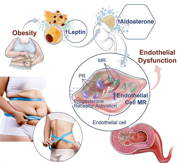 Slimory™  Lymphvity Detoksykacja i kształtowanie & Mocny biustonosz liftingujący(Ograniczona zniżka czasowa Ostatnie 30 minut)